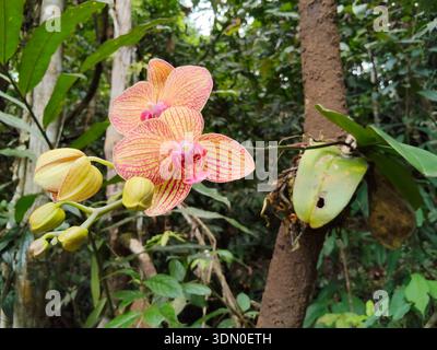 Rosafarbene und gelbe Orchideen mit roten Adermustern, die auf Baumstamm blühen, Nahaufnahmen in tropischer Waldlandschaft mit üppigem Grün. Stockfoto