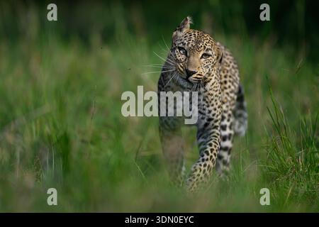 Faulu, der Leopard, der durch das Grasland geht, Masai Mara Reserve, Kenia - sie macht ein lustiges Gesicht. Stockfoto