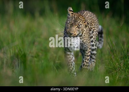 Faulu, der Leopard, der durch das Grasland geht, Masai Mara Reserve, Kenia - sie macht ein lustiges Gesicht. Stockfoto