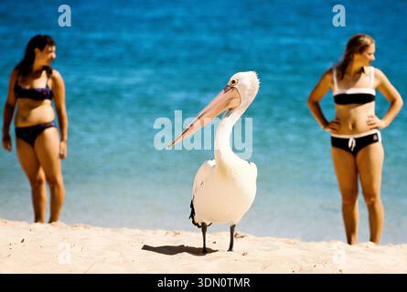 Pelican on Beach mit 2 Frauen in Bikinihose, Western Australia Stockfoto