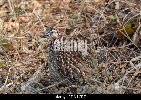 Tarangire-Nationalpark, Tansania - 30. September 2025: Eine Wachtel verschmilzt sich in das trockene Gras und sucht Tarnung in seinem natürlichen Lebensraum. Stockfoto