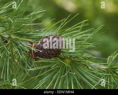 Reifer Strobilus (Kiefernkegel) der Zirbe (Pinus cembra) auf Zweig mit dichten grünen Nadeln, Alpenkonifer heimisch in europäischen Gebirgsregionen Stockfoto