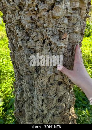Nahaufnahme der Korkeichen-Baumrinde mit menschlicher Hand, die strukturierte Oberfläche in Portugal berührt. Natürliche Korktextur, Nachhaltigkeit, Forstwirtschaft Stockfoto