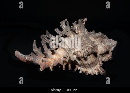 Ramose Murex, Chicoreus ramosus, Indonesien Stockfoto