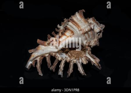Ramose Murex, Chicoreus ramosus, Indonesien Stockfoto