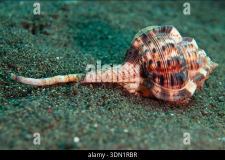 Woodcock Murex, Haustellum haustellum, Ghost Bay Tauchplatz, Amed, Karangasem, Bali, Indonesien Stockfoto