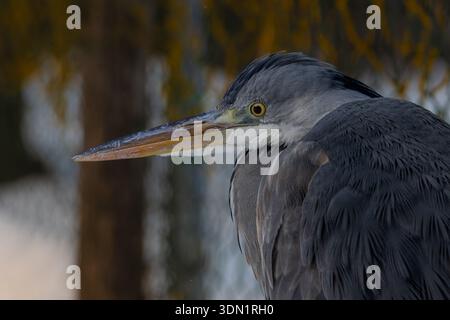 Porträt eines Graureihers (Ardea cinerea), der auf Schnee steht Stockfoto