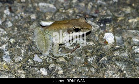 Ein australischer Holzfrosch (Papurana daemeli), der einzige Ranidenfrosch, der nachts in Australien auf der Bitumenstraße in Cape York, Australien, gefunden wurde Stockfoto