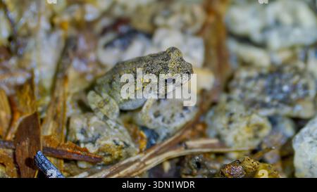 Unreife, winzige Cane Kröte (Rhinella Marina) juvenile Amphibie in der Nacht unter dem Spotlight, Cape York, Queensland, Australien Stockfoto