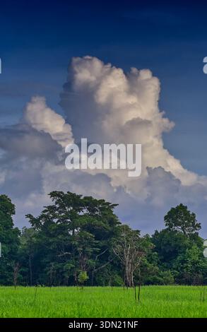 In Cape York, Queensland, Australien, erhebt sich ein tropischer Sturm über Wald und Grasland Stockfoto