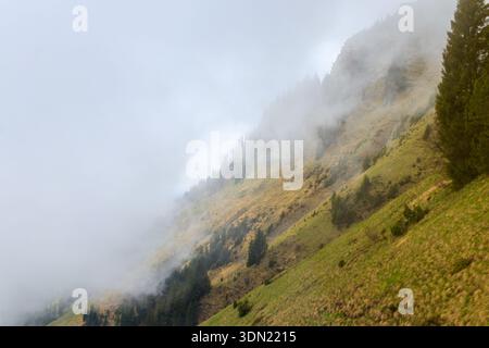 Nebelige Berge mit Tannenwald im Nebel Stockfoto