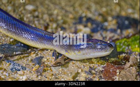 Eine Nahaufnahme des Gesichts einer farbigen australischen Wasserpython (Liasis fuscus) auf Sand bei Nacht im Scheinwerferlicht mit sichtbarer Zecke in Cape York, QLD Stockfoto