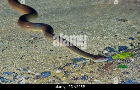 Ein breites Bild einer langen, bunten australischen Wasserpython (Liasis fuscus), die nachts eine Sandstraße überquert und im Scheinwerferlicht in der Iron Range, Cape York, QLD, beleuchtet wird Stockfoto