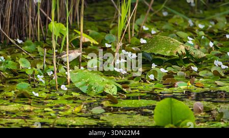 Ein Sumpf-Grasfänger (Acrocephalus palustris), der in Schilf an einem See thront, waagerecht Stockfoto