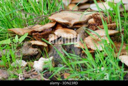 Honigpilze (Armillaria), die in einer großen Gruppe auf einem abfallenden Baumstumpf im Gras wachsen, im Vereinigten Königreich. Stockfoto