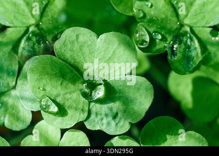 Nahaufnahme frischer Kleeblätter, die mit Wassertröpfchen bedeckt sind. Natürliches Licht, weicher Fokus, umweltfreundlicher Hintergrund mit Kopierraum. Stockfoto