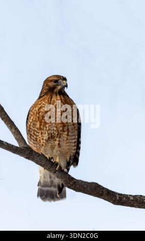 Rotschwanzfalke, Buteo jamaicensis, sitzt auf einem Zweig und sucht im Winter Beute Stockfoto