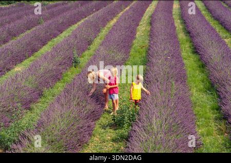 Frankreich, eine Mutter und ihre beiden Kinder in einem großen, blühenden Lavendelfeld in der Provence, bekannt für seinen Lavendelanbau. Stockfoto