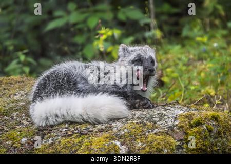 Polarfuchs (Vulpes lagopus), auch bekannt als Weißfuchs, Polarfuchs oder Schneefuchs. Lebt in den arktischen Regionen der nördlichen Hemisphäre und verbreitet Stockfoto