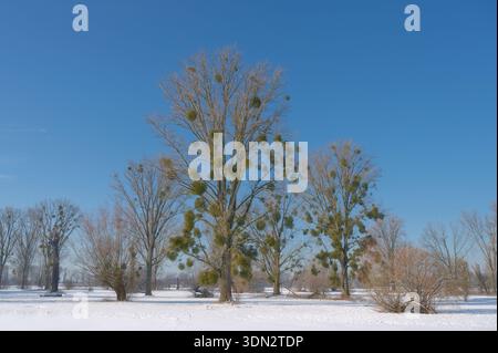 Winter in der Rheinwasseraue im Niederrhein-Westfalen, Deutschland Stockfoto