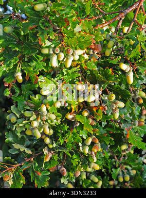 Eine schwere Eichelernte auf einer Eiche. Quercus robur. Stockfoto