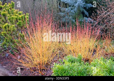 Gelbe und rote Stämme von Cornus sanguinea, Hartholz „Midwinter Fire“. Stockfoto