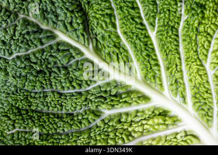 Savoyenkohl Hintergrund. Strukturierter grüner Hintergrund im Vollformat. Gesunder Lebensstil und gesundes Esskonzept. Selektiver Fokus Stockfoto