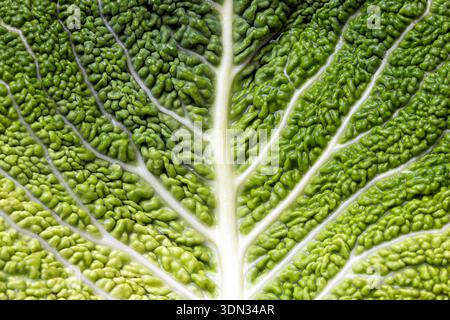 savoy Kohl Makrobild Nahaufnahme Stockfoto