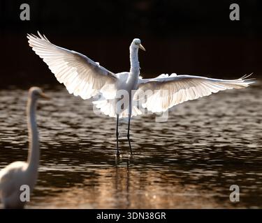 Großer Reiher Ardea Alba landet im Teich im Everglades National Park Florida Watvogel mit Flügeln, die sich über Wasser, Wildtiere und Flugverhalten ausbreiten Stockfoto