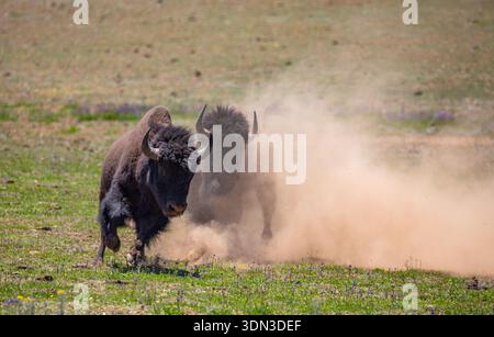 Zwei amerikanische Bisonbullen (Büffel), die beim Sparen im Grand Canyon National Park Staub aufwirbeln. Stockfoto