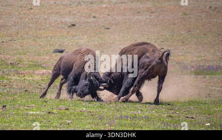 Zwei amerikanische Bisonbullen (Büffel) im Grand Canyon National Park. Stockfoto