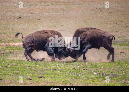 Zwei amerikanische Bisonbullen (Büffel) im Grand Canyon National Park. Stockfoto
