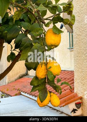 Reife Zitronen hängen an Zitruszweigen in der Nähe des Wohnhauses, gelbe Früchte und grüne Blätter im warmen Frühlingslicht. Mediterraner Lebensstil Stockfoto