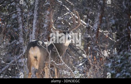 Ein großer Maultierhirsch ist auf einem Herbstfoto nach einem Schneesturm in Colorado abgebildet. Stockfoto
