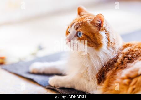 Ein Seitenprofil von Odín Newman, der seine auffälligen blauen Augen und das leuchtende orange-weiße Pelzmuster in einem hellen Innenbereich zeigt. Stockfoto