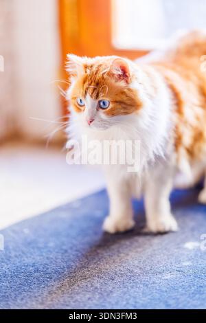 Eine Ganzkörperaufnahme von Odín Newman, einer atemberaubenden, langhaarigen Katze mit Ingwer und weißem Haar, die wachsam auf einer blauen Oberfläche mit weichem Hintergrund steht. Stockfoto