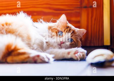 Odin Newman lag in verspielter Pose auf seiner Seite und sah mit einem neugierigen und leicht schelmischen Ausdruck in die Kamera. Stockfoto