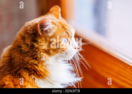 Ein atemberaubendes Seitenprofil von Odin Newman, der aus einem Fenster blickt und seine leuchtenden blauen Augen und sein zartes orange-weißes Fell hervorhebt. Stockfoto