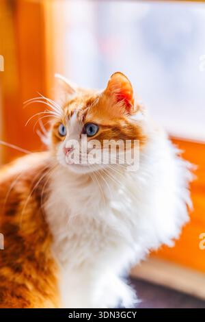 Ein hochkarätiges, helles Porträt von Odín Newman, das sich auf seine ausdrucksstarken blauen Augen und die Textur seines weißen und orangen Fells konzentriert. Stockfoto