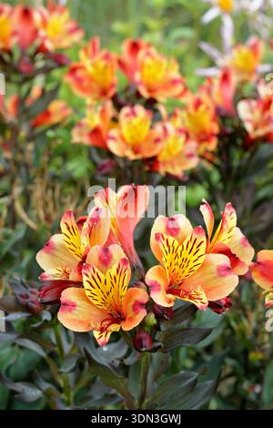 Alstroemeria Indian Summer, auch Tesronto (Summer Paradise Series) genannt. Peruanische Lilie indischer Sommer. Mehrjährige, orange und gelbe Blüten Stockfoto