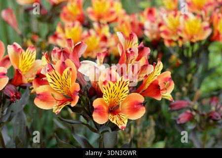 Alstroemeria Indian Summer, auch Tesronto (Summer Paradise Series) genannt. Peruanische Lilie indischer Sommer. Mehrjährige, orange und gelbe Blüten Stockfoto