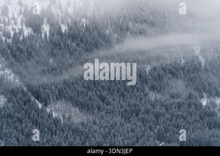 Dichter Nadelwald am steilen Berghang nahe Kasprowy Wierch, bedeckt mit frischem Schnee, aus der Luft mit Nebel, der zwischen Baumkronen und St. Stockfoto