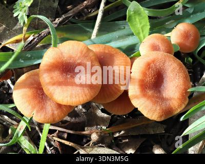 Laccaria laccata, Pilz im Circeo Nationalpark, Italien Stockfoto