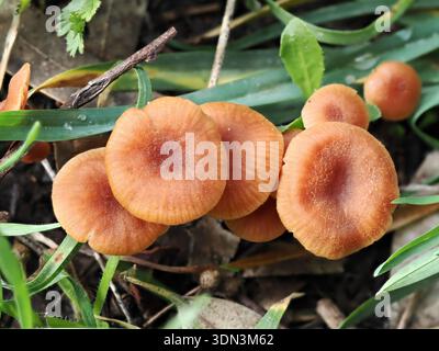 Laccaria laccata, Pilz im Circeo Nationalpark, Italien Stockfoto