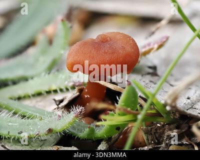 Laccaria laccata, Pilz im Circeo Nationalpark, Italien Stockfoto