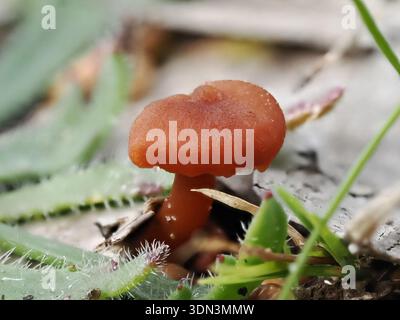 Laccaria laccata, Pilz im Circeo Nationalpark, Italien Stockfoto