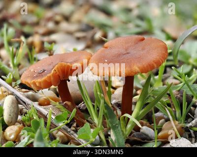 Laccaria laccata, Pilz im Circeo Nationalpark, Italien Stockfoto
