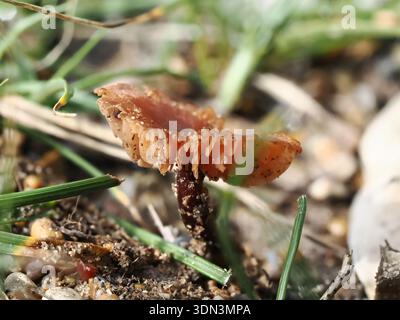 Laccaria laccata, Pilz im Circeo Nationalpark, Italien Stockfoto