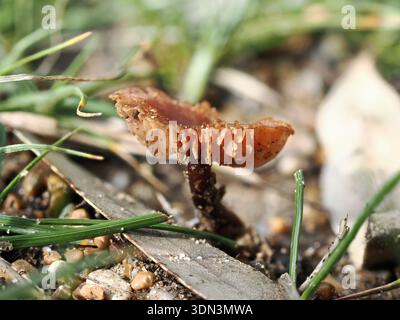Laccaria laccata, Pilz im Circeo Nationalpark, Italien Stockfoto