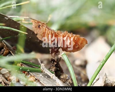 Laccaria laccata, Pilz im Circeo Nationalpark, Italien Stockfoto
